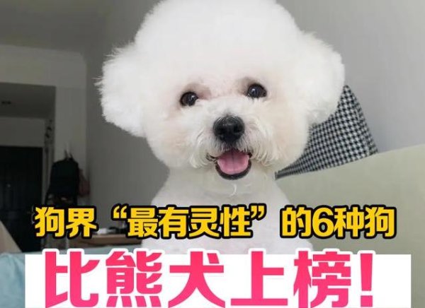 集采优配 6种狗狗超有灵性，泰迪智商爆表，你家狗上榜没？