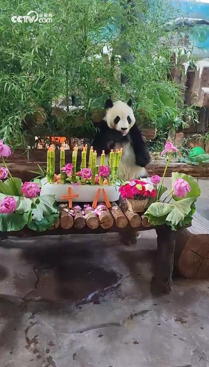华信投资 熊生顺遂！大熊猫华奥18岁生日收到“蛋糕”“火箭”